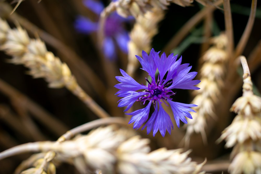 Photograph by Оксана Казакова