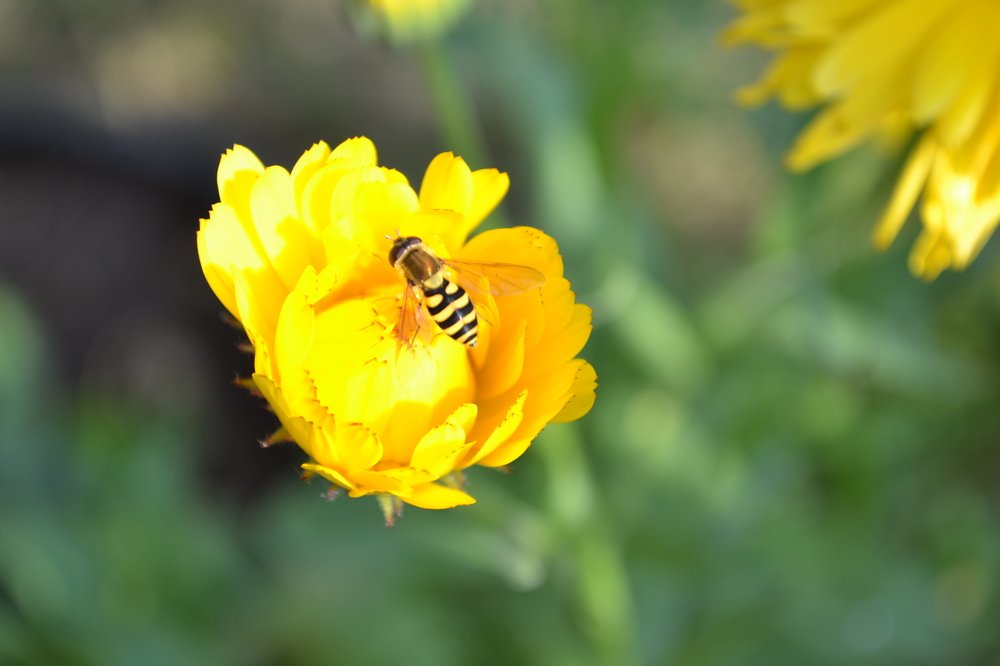 Оса на цветке