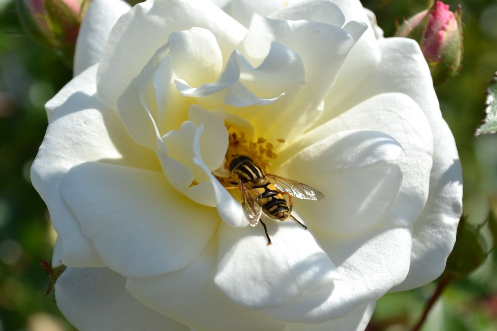 Photograph by Лариса Смирнова