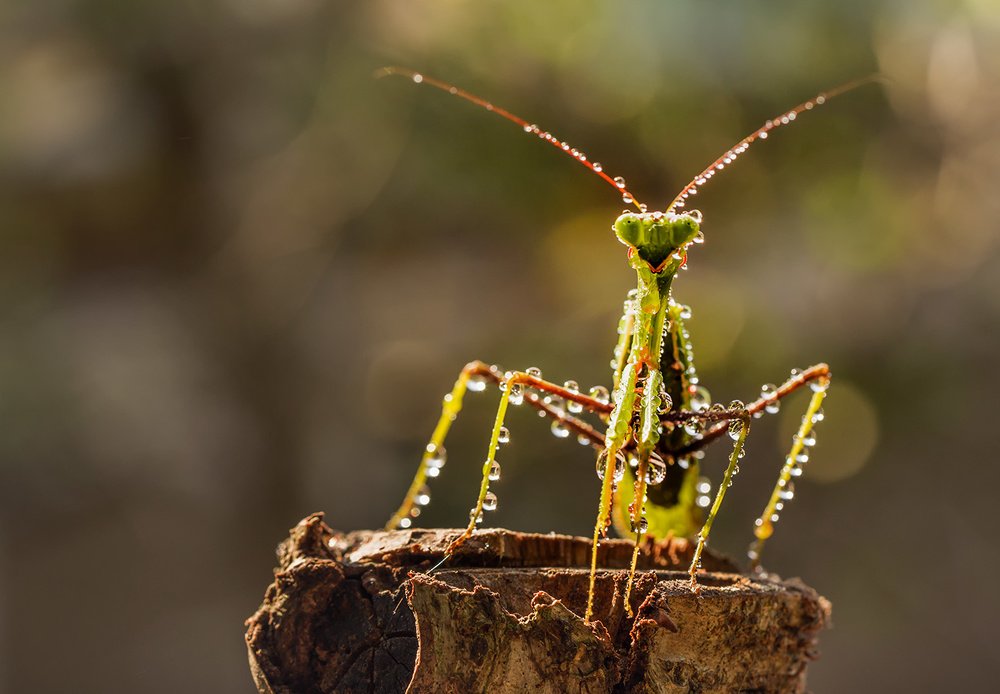 Photograph by Виктория Солодар