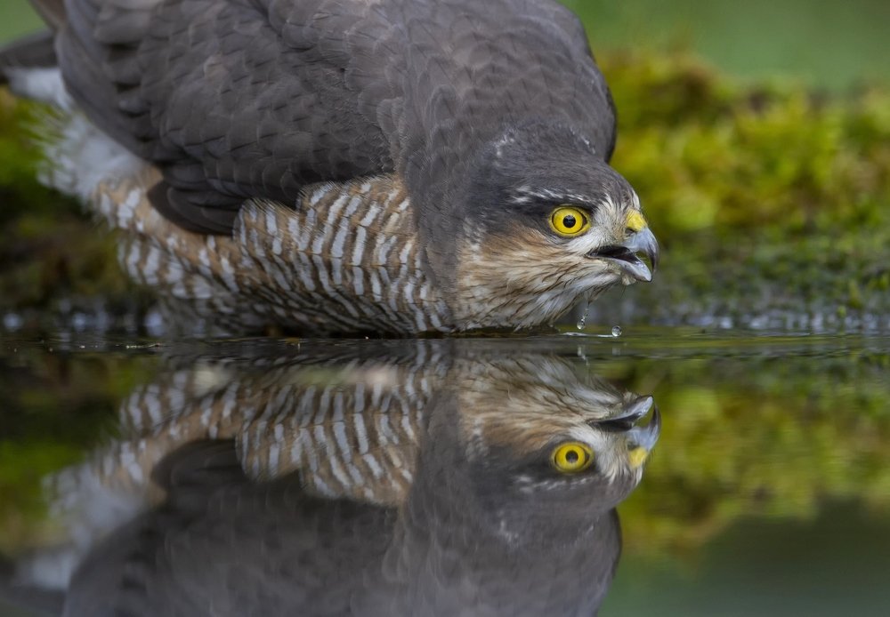 Photograph by Елена Куликова