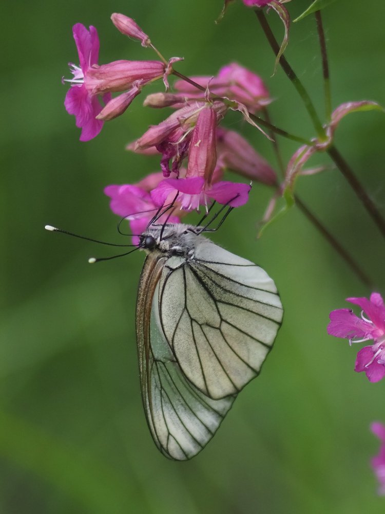 Photograph by Светлана Шибаршина