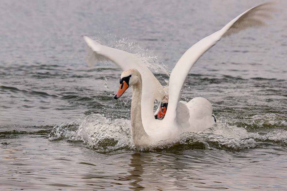 Photograph by Оксана Казакова