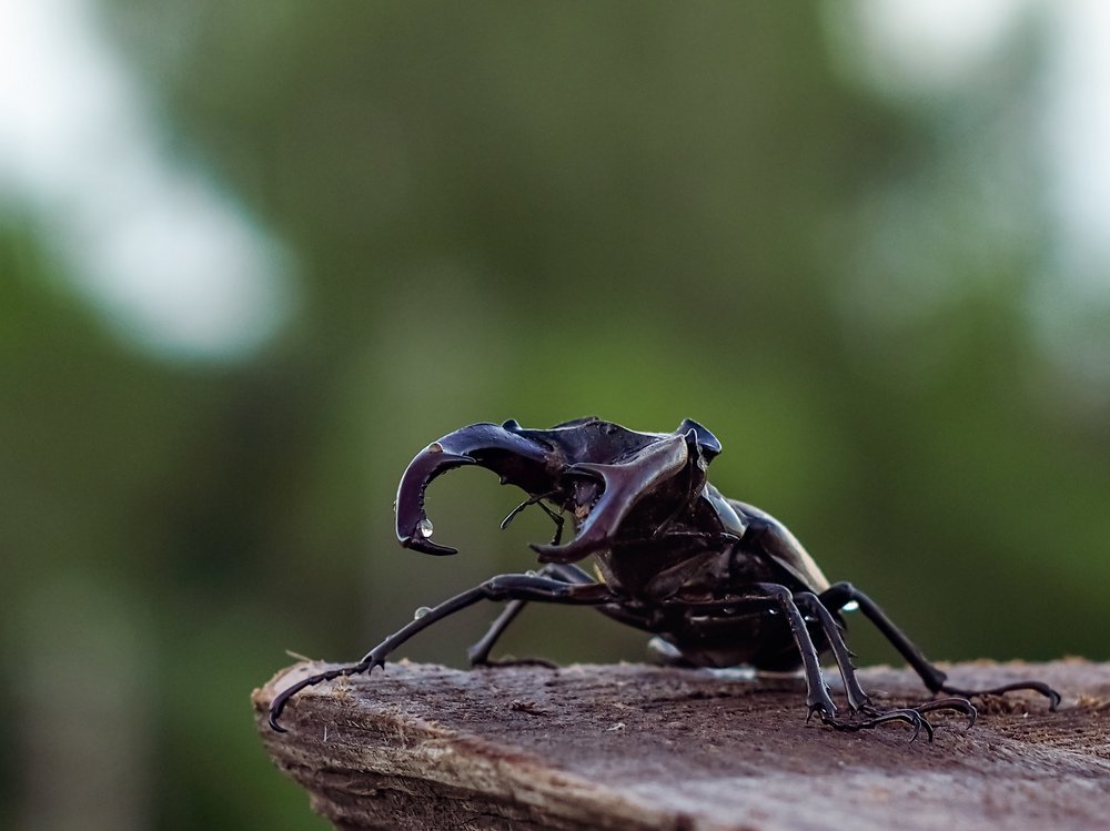 Photograph by Светлана Шибаршина