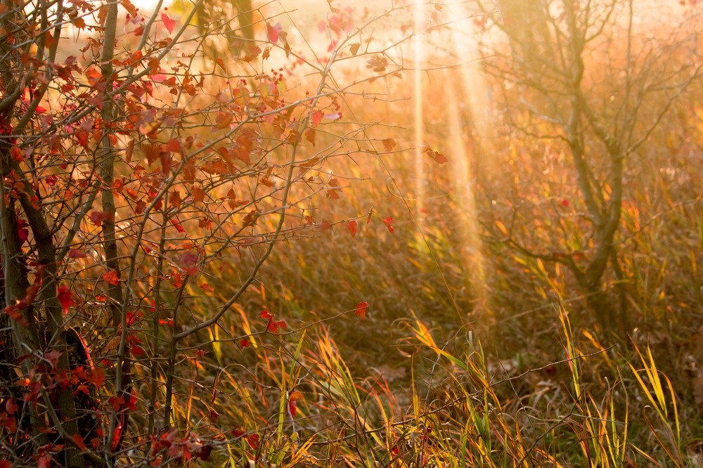 Photograph by Галина Суркова