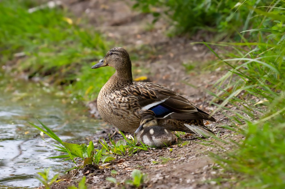 Любопытство