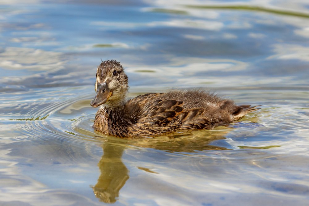 Photograph by Оксана Казакова