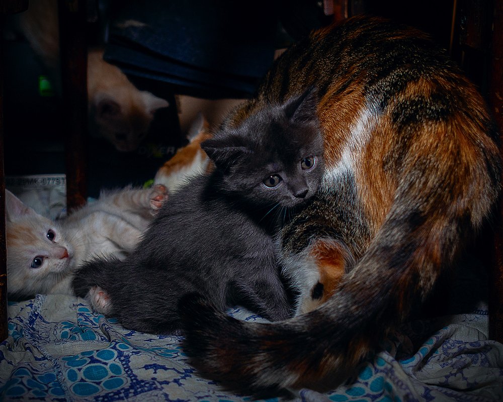 Фотография автора владимир шаронов