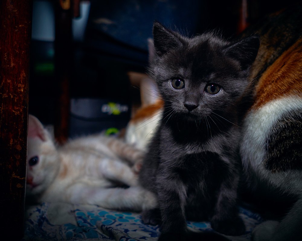 Фотография автора владимир шаронов