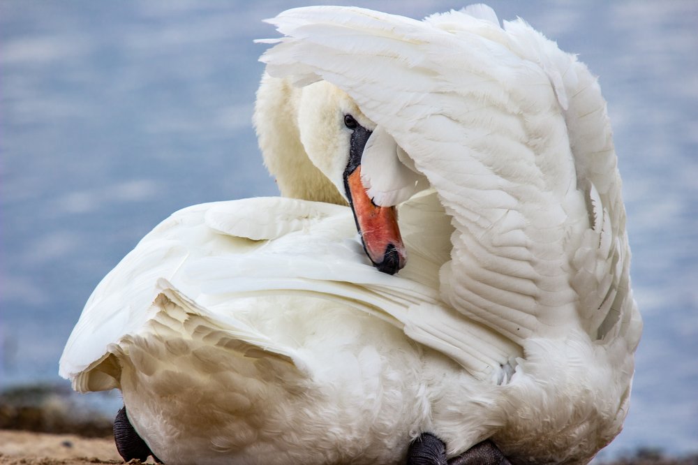 Photograph by Оксана Казакова