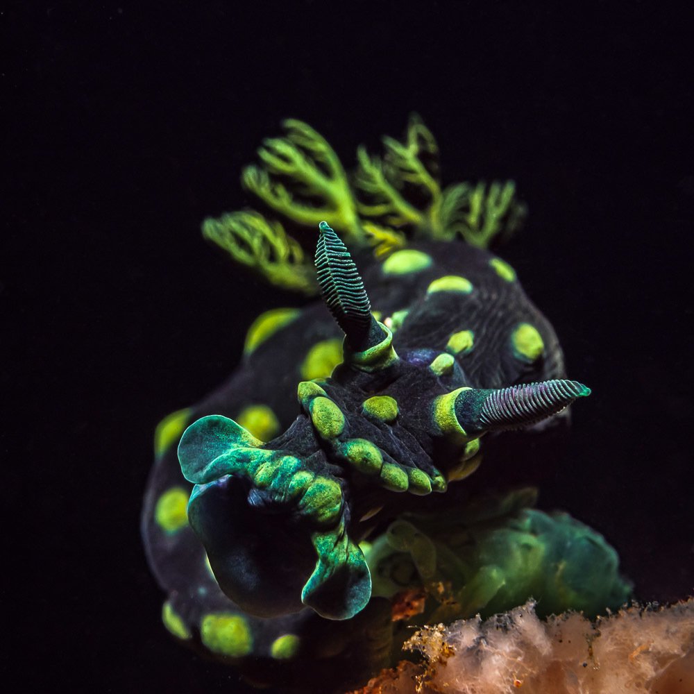 Photograph by Андрей Савин