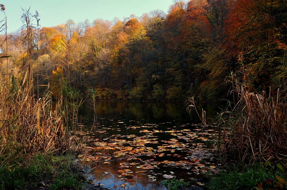 Фотография автора Анатолий Мироненко