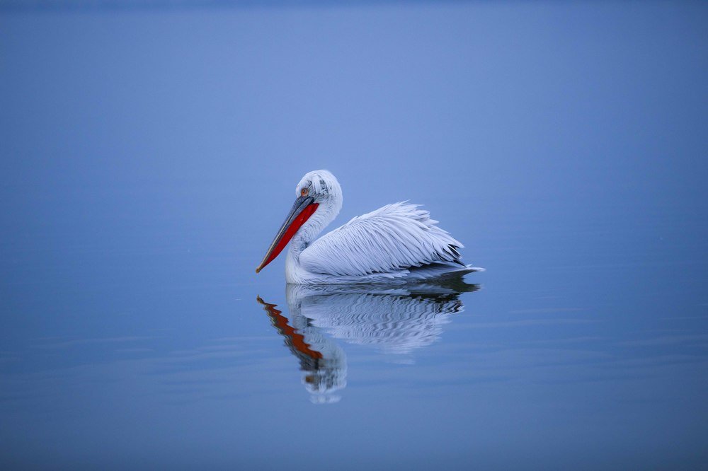 Dalmatian Pelican