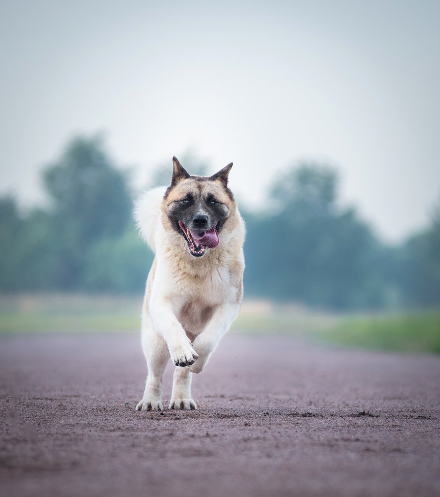 Photograph by Svetlana  Palaychuk