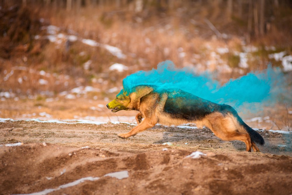 Photograph by Svetlana  Palaychuk