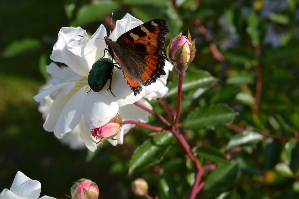 Прекрасное рядом