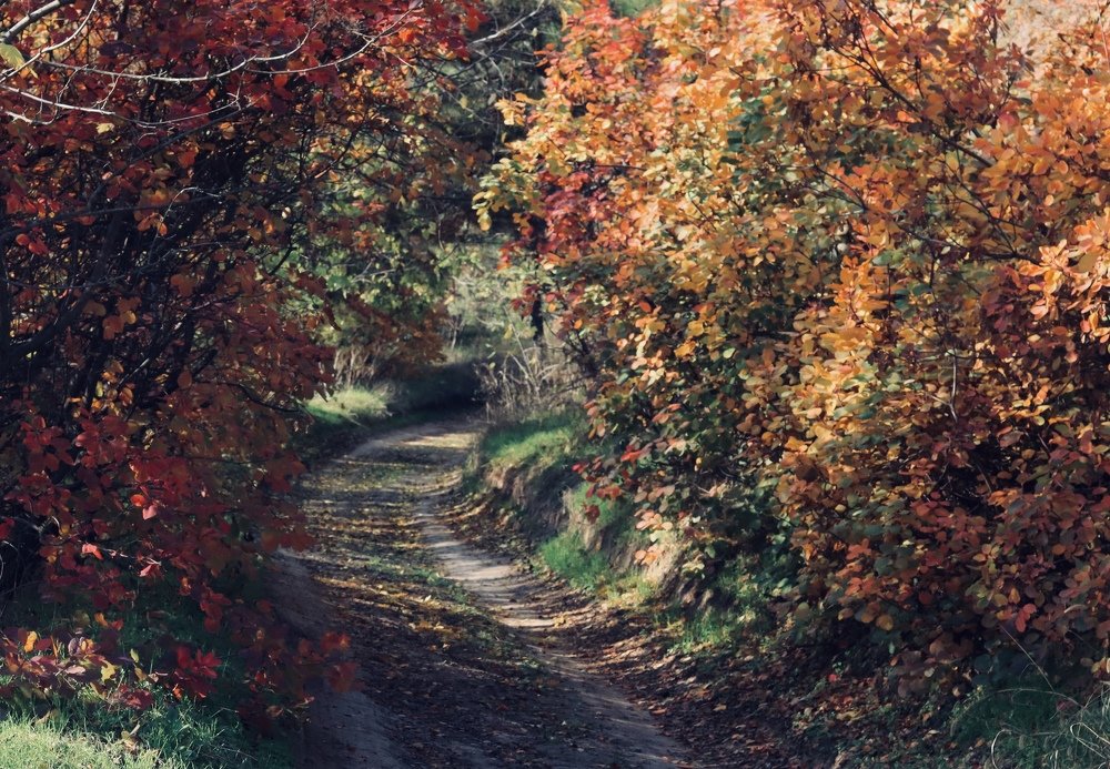 Photograph by Irina Studenyak