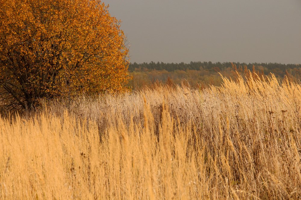 Янтарными красками красит природа...