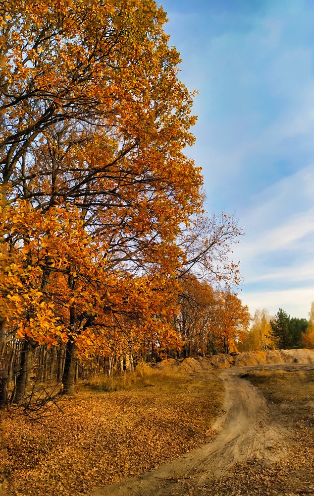 Прогулка вдоль дубовой рощи