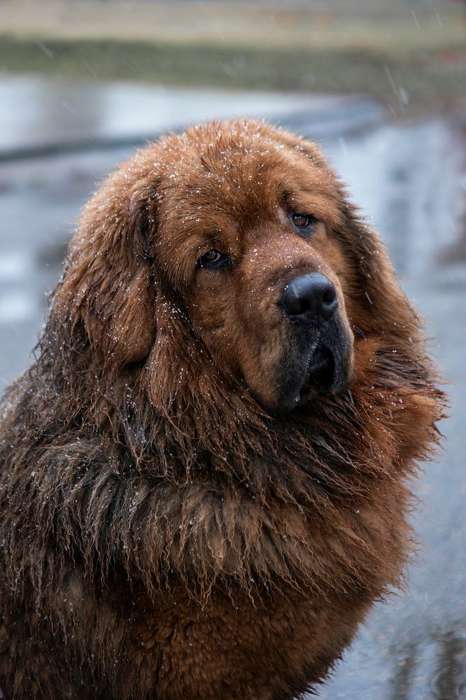 Тибетский мастиф