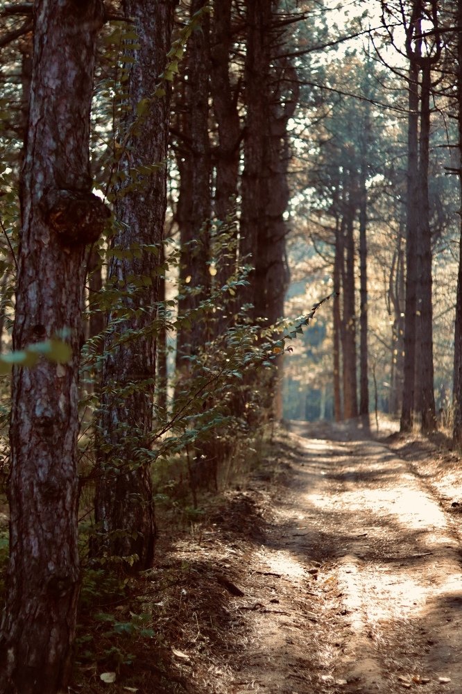 Photograph by Irina Studenyak