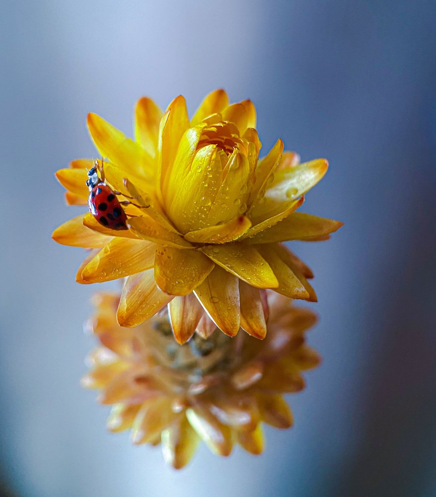 Божья коровка на цветке