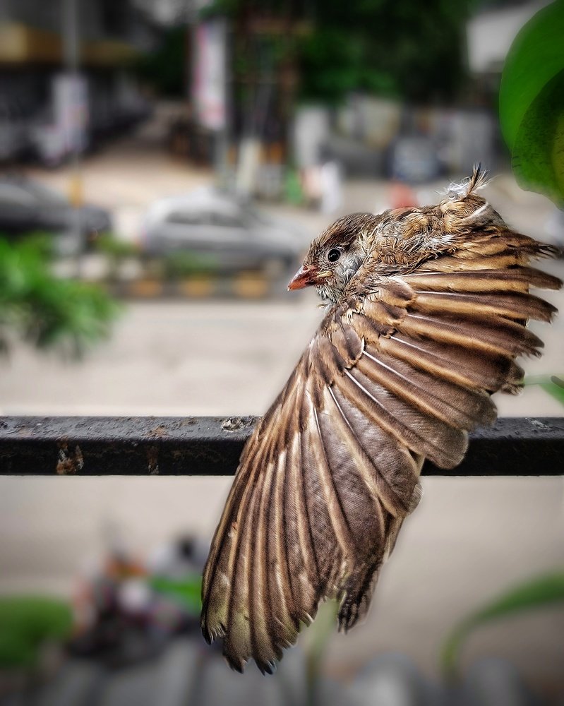 Flap your wings and fly