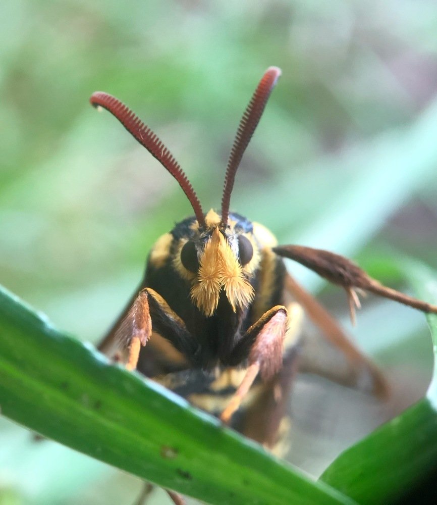 Стеклянница тополевая ( Sesia apiformis)