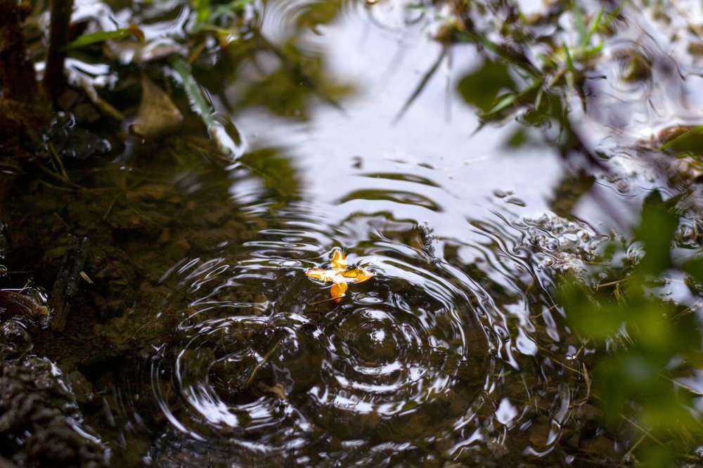 Blooming Ripples and Drops