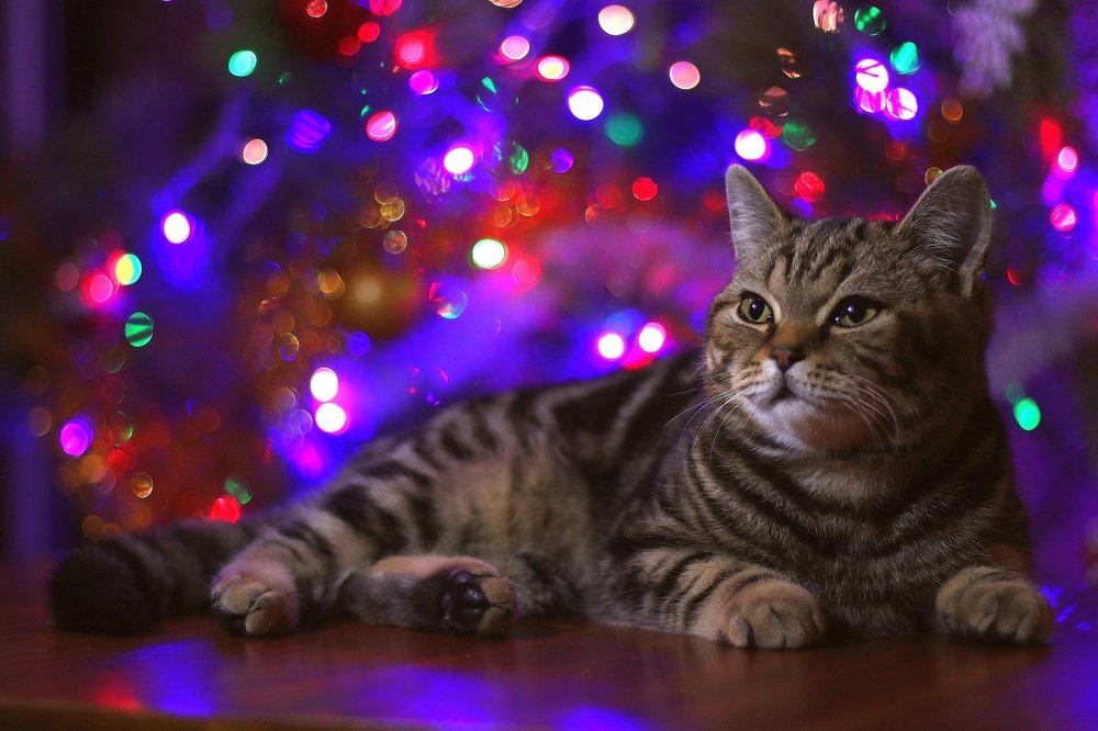 Photograph by Елена Вторникова