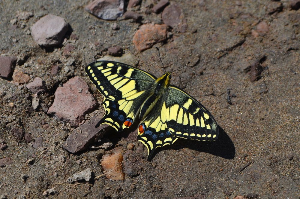 Благородный махаон.