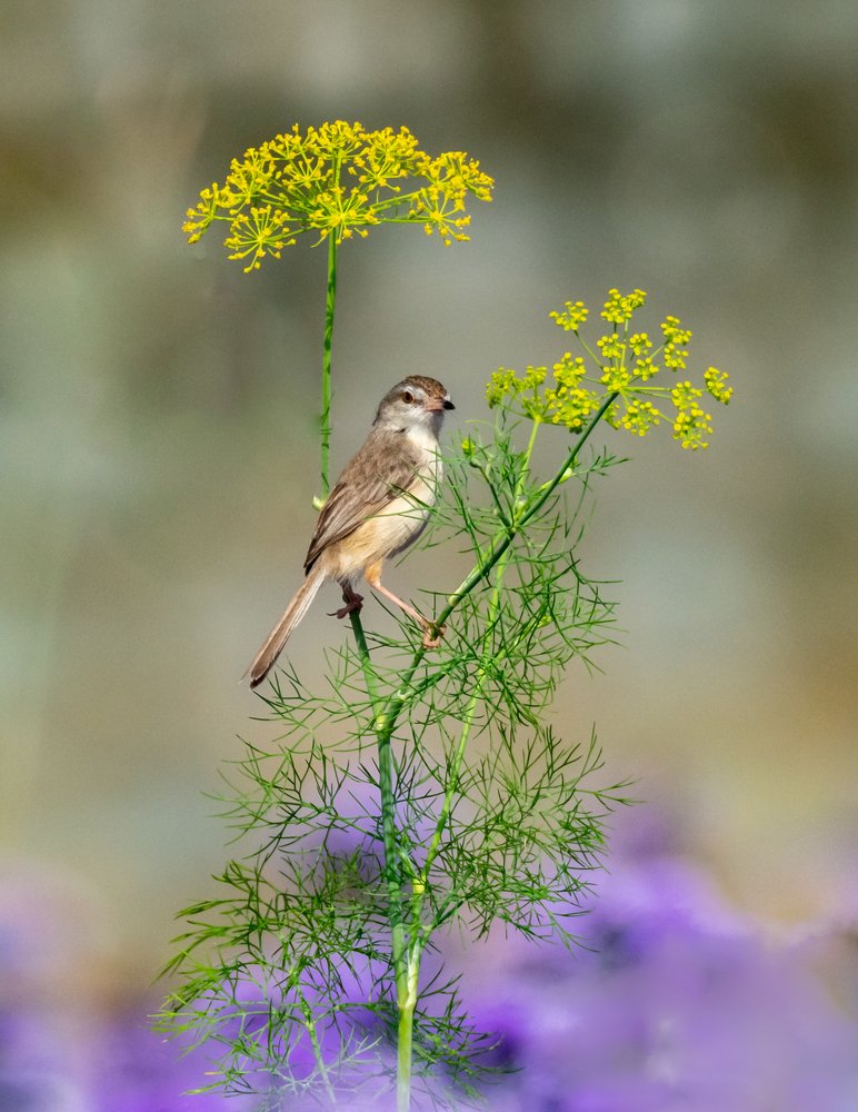 Plain Prinia on a dill plant