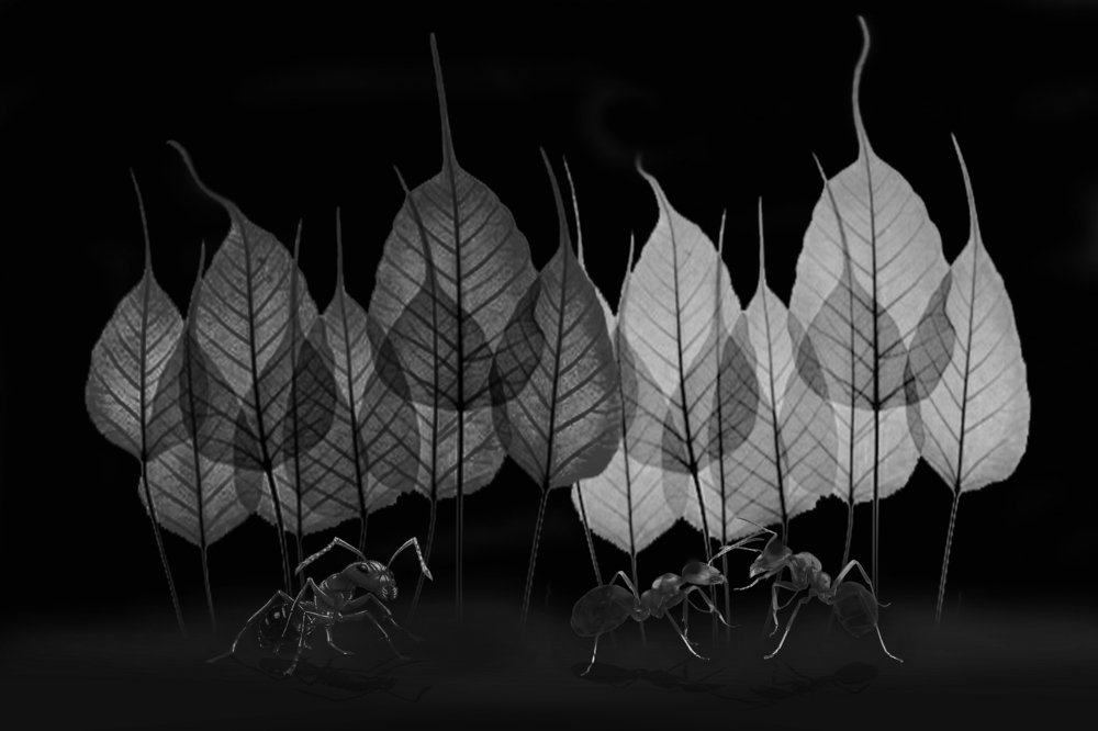 Photograph by Vy Van Bui