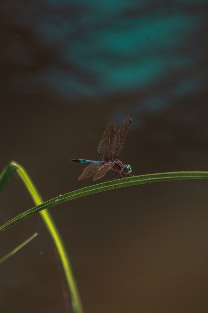 Photograph by Alisa Bryz-Gornia