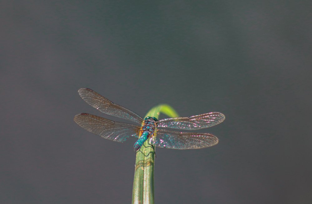 Photograph by Alisa Bryz-Gornia