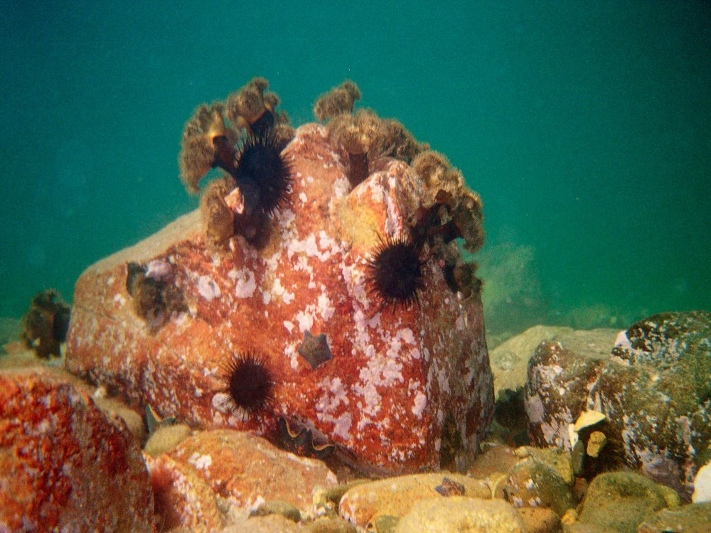 Photograph by Виктор Егоров