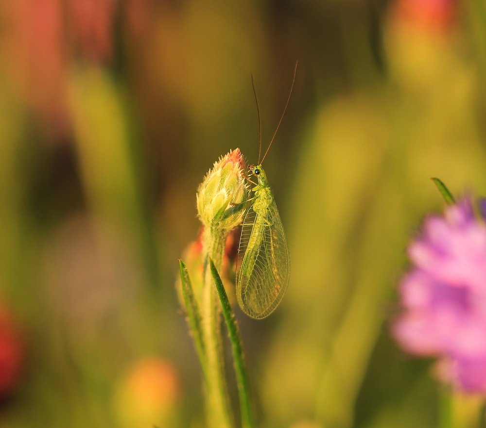 Photograph by Леунина Людмила