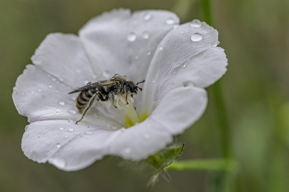 Honey bee and rain drops