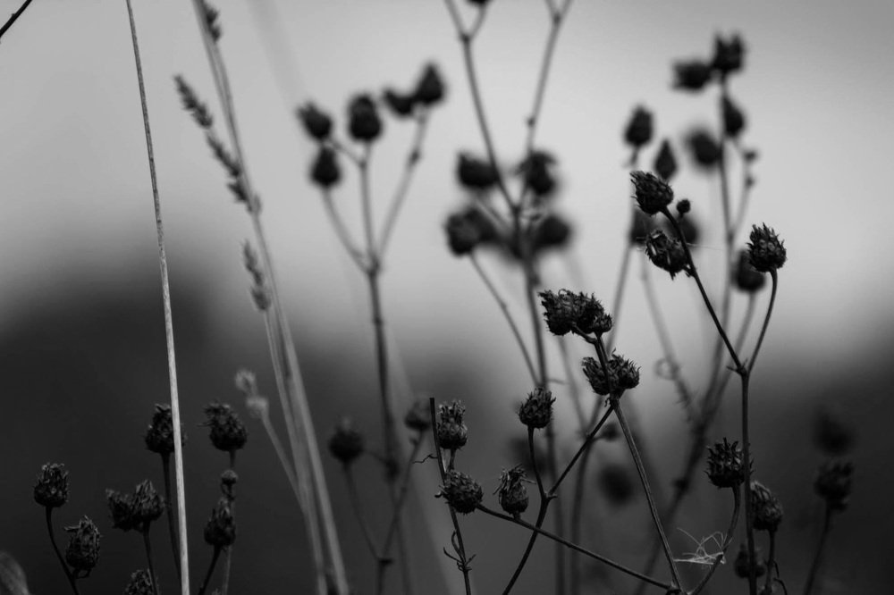 Осеннее безмолвие