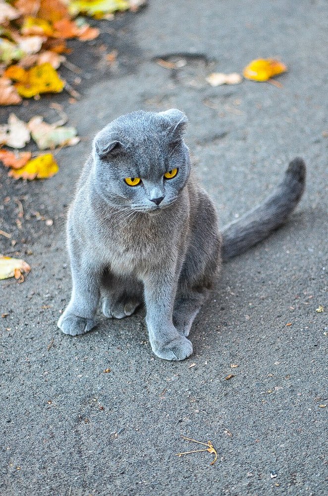 Случайная знакомая.