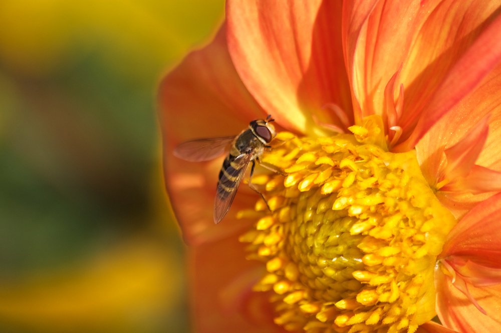 Photograph by Алёна Гильмуллина