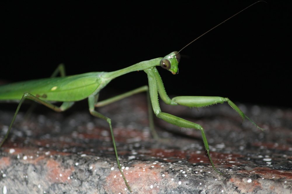 Photograph by Santosh Kottary