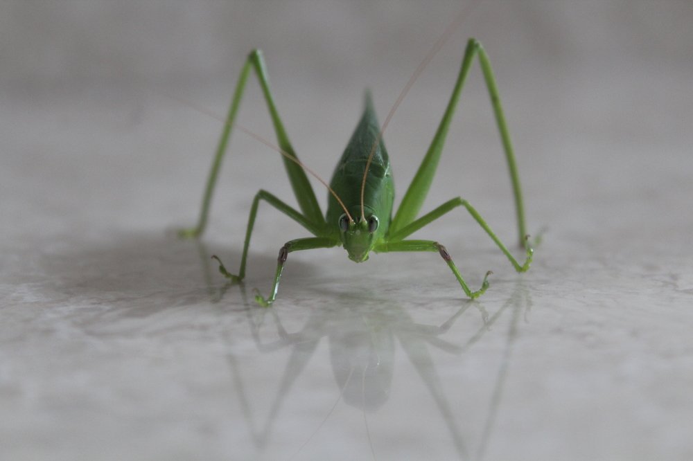 Photograph by Santosh Kottary