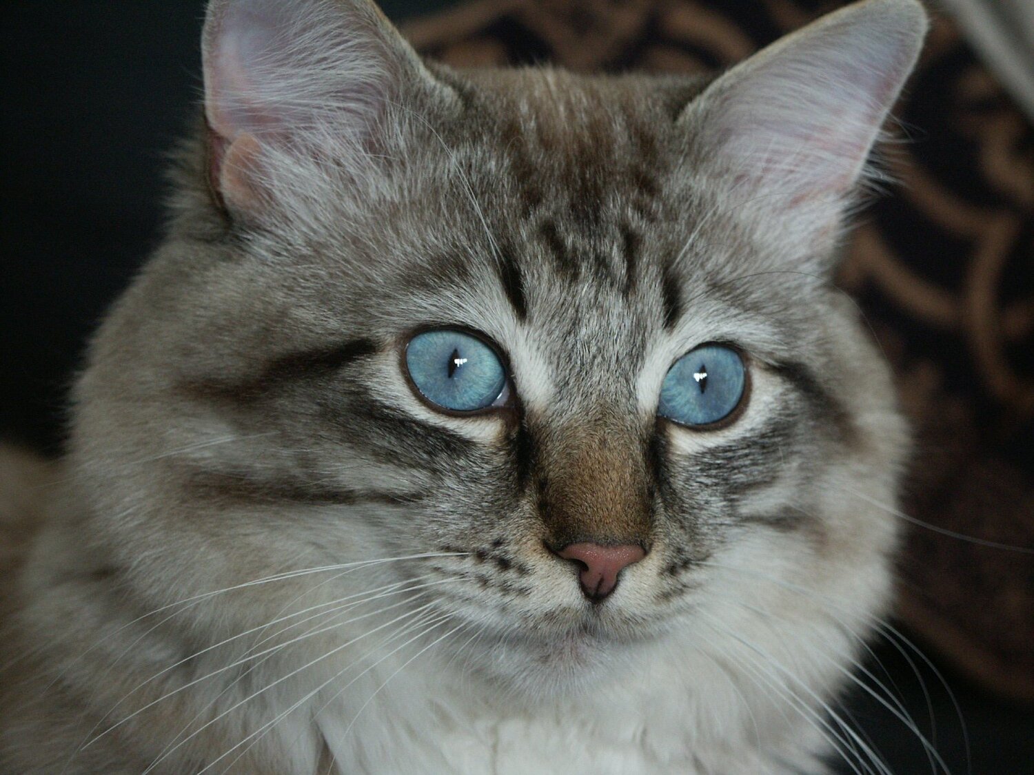 Photo #5206044