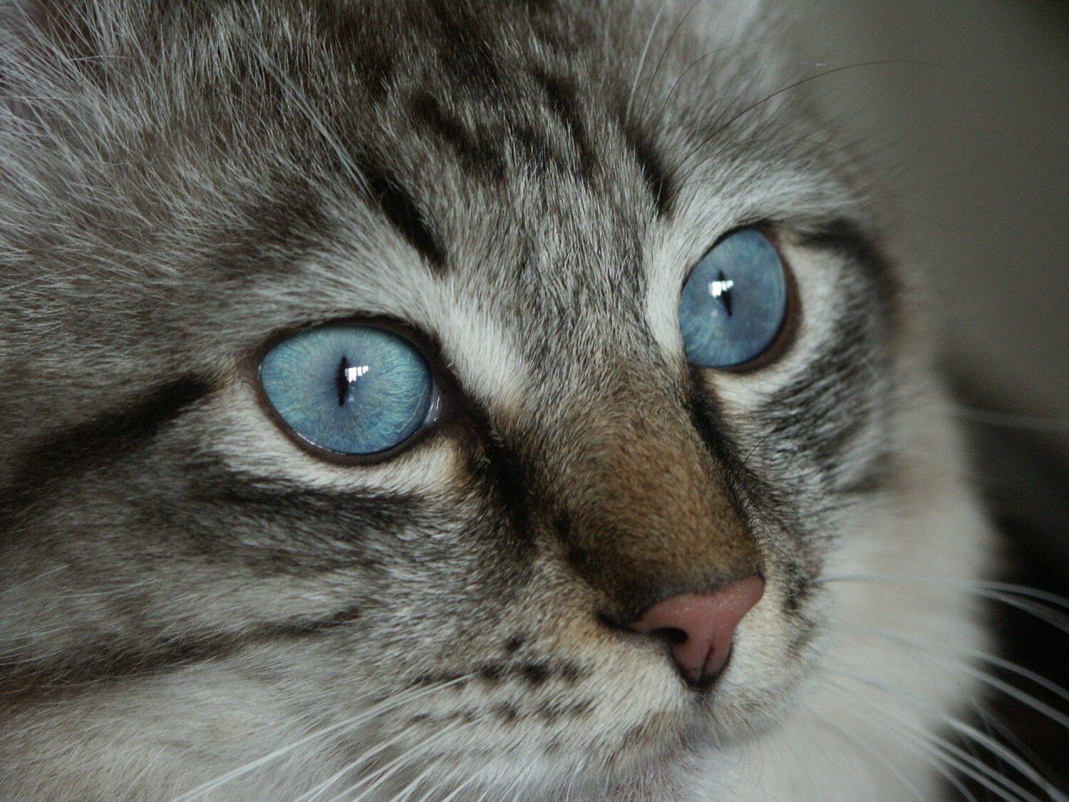 Photo #5206047
