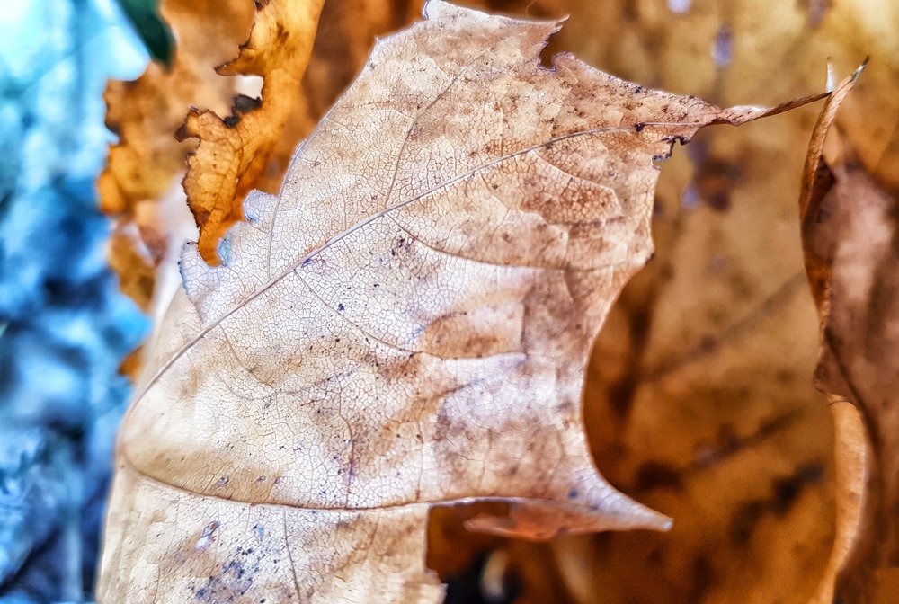 Photograph by Анна Кривицкая