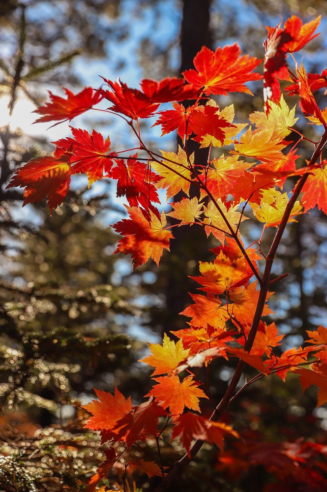 Photograph by Маргарита Федурина