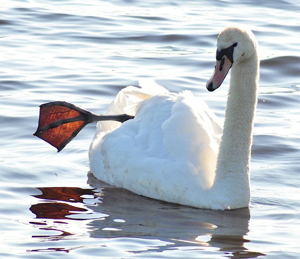 Swan