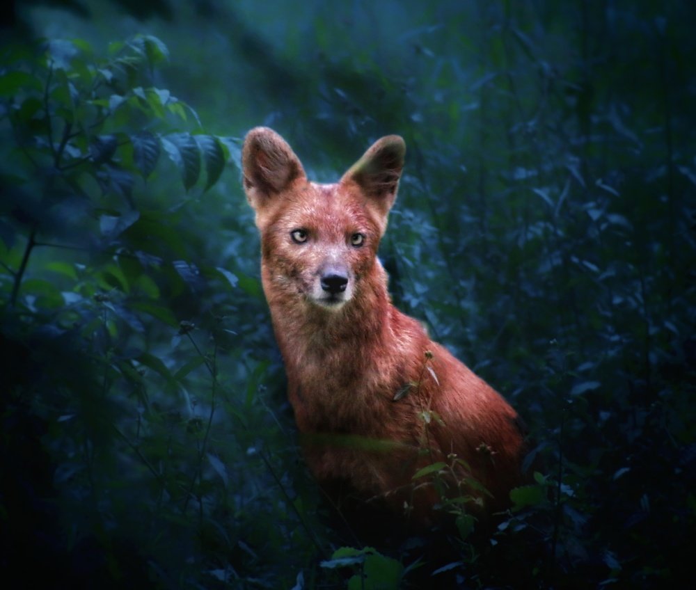 Indian wild dog in an enchanted forest