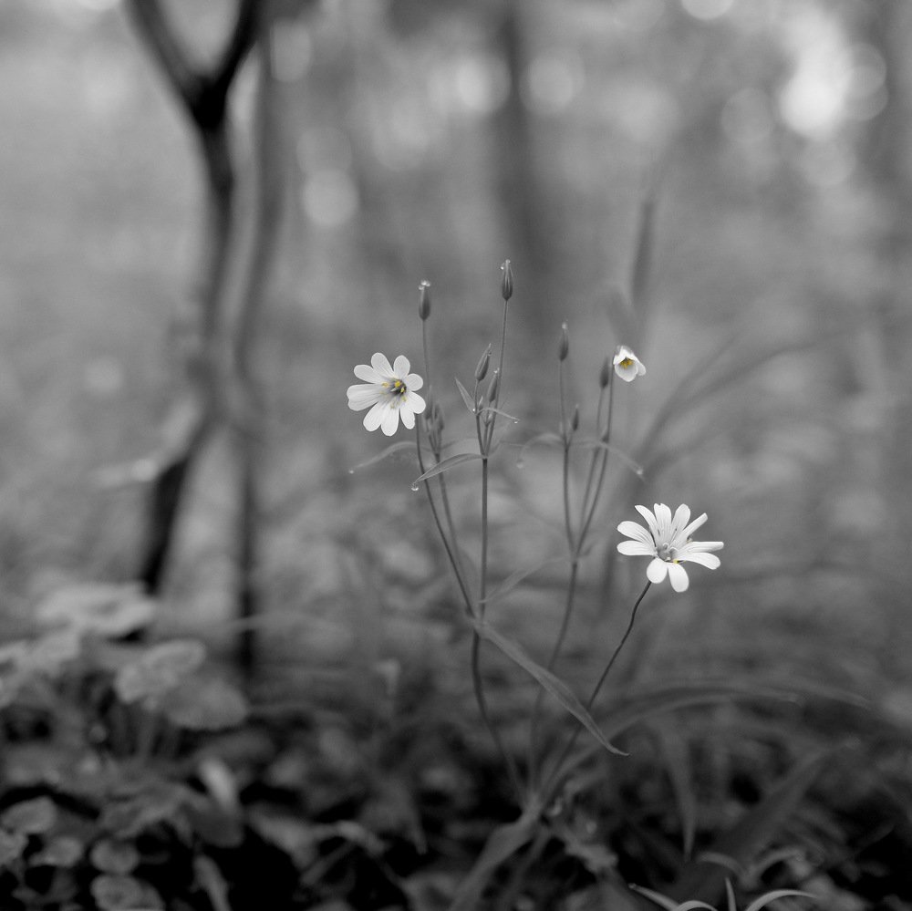 Photograph by Дмитрий
